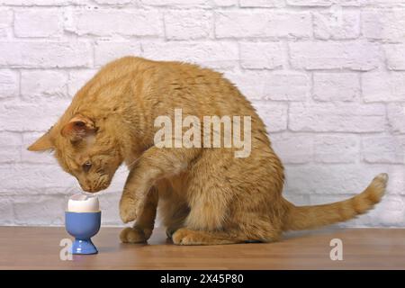 Lustige rote Katze, die neugierig auf ein gekochtes Ei in einem blauen Eierbecher auf dem Tisch aussieht. Stockfoto