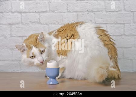 Lustige Langhaarkatze, die neugierig auf ein gekochtes Ei in einem blauen Eierbecher auf dem Tisch aussieht. Stockfoto
