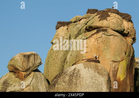 Kolonie von Weißstörchen auf riesigen Felsen, Los Barruecos Natural Monument, Extremadura, Spanien Stockfoto