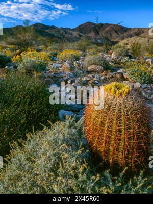 Barrel Cactus, Ferocactus wislizeni, Brittlebush, Encelia farinosa, Anza-Borrego Desert State Park, San Diego County, Kalifornien Stockfoto