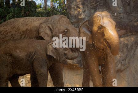 Chiang Mai, Thailand. April 2024. Asia Elefants stehen im Chiang Mai Zoo unter einer Wasserdusche, um sich von der Hitze abzukühlen. Im Zoo von Chiang Mai erhielten die Tiere Eis und Wasser, um kühl zu bleiben, da die Temperatur in der nördlichen Region von Chiang Mai eine Woche lang über 40 Grad Celsius lag. (Foto: Pongmanat Tasiri/SOPA Images/SIPA USA) Credit: SIPA USA/Alamy Live News Stockfoto