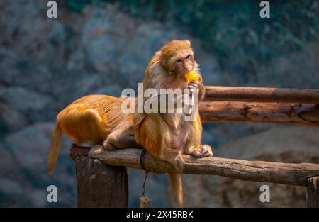 Chiang Mai, Thailand. April 2024. Ein Rhesus-Makaken-Affe isst gefrorene Früchte, die von Zoobeamten zur Abkühlung von der Hitze im Chiang Mai Zoo gegeben wurden. Im Zoo von Chiang Mai erhielten die Tiere Eis und Wasser, um kühl zu bleiben, da die Temperatur in der nördlichen Region von Chiang Mai eine Woche lang über 40 Grad Celsius lag. (Foto: Pongmanat Tasiri/SOPA Images/SIPA USA) Credit: SIPA USA/Alamy Live News Stockfoto
