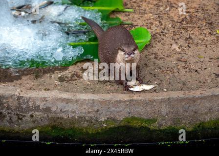 Chiang Mai, Thailand. April 2024. Ein Otter mit kleinen Klauen, der mit einem gefrorenen Fisch gesehen wird, um ihn von der Hitze im Chiang Mai Zoo abzukühlen. Im Zoo von Chiang Mai erhielten die Tiere Eis und Wasser, um kühl zu bleiben, da die Temperatur in der nördlichen Region von Chiang Mai eine Woche lang über 40 Grad Celsius lag. (Foto: Pongmanat Tasiri/SOPA Images/SIPA USA) Credit: SIPA USA/Alamy Live News Stockfoto