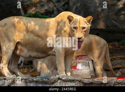 Chiang Mai, Thailand. April 2024. Einem weißen Löwen wurde gefrorenes Fleisch von Zoobeamten gegeben, um ihn von der Hitze im Chiang Mai Zoo abzukühlen. Im Zoo von Chiang Mai erhielten die Tiere Eis und Wasser, um kühl zu bleiben, da die Temperatur in der nördlichen Region von Chiang Mai eine Woche lang über 40 Grad Celsius lag. (Foto: Pongmanat Tasiri/SOPA Images/SIPA USA) Credit: SIPA USA/Alamy Live News Stockfoto