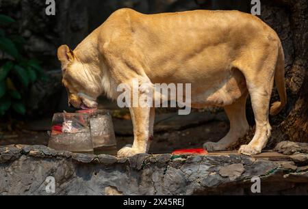 Chiang Mai, Thailand. April 2024. Ein weißer Löwe, der sich von gefrorenem Fleisch ernährt, das von Zoobeamten bereitgestellt wurde, um ihn von der Hitze im Chiang Mai Zoo abzukühlen. Im Zoo von Chiang Mai erhielten die Tiere Eis und Wasser, um kühl zu bleiben, da die Temperatur in der nördlichen Region von Chiang Mai eine Woche lang über 40 Grad Celsius lag. (Foto: Pongmanat Tasiri/SOPA Images/SIPA USA) Credit: SIPA USA/Alamy Live News Stockfoto