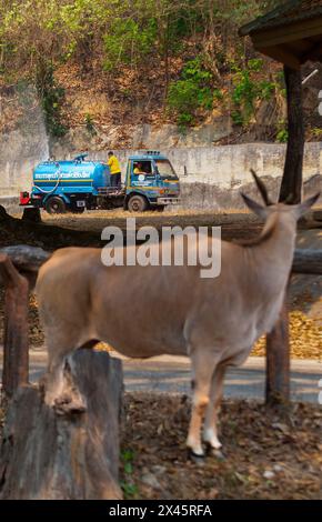 Chiang Mai, Thailand. April 2024. Die Beamten des Zoos sprühen Wasser in die Luft, um sich von der Hitze für Tiere im Zoo von Chiang Mai abzukühlen. Im Zoo von Chiang Mai erhielten die Tiere Eis und Wasser, um kühl zu bleiben, da die Temperatur in der nördlichen Region von Chiang Mai eine Woche lang über 40 Grad Celsius lag. (Foto: Pongmanat Tasiri/SOPA Images/SIPA USA) Credit: SIPA USA/Alamy Live News Stockfoto