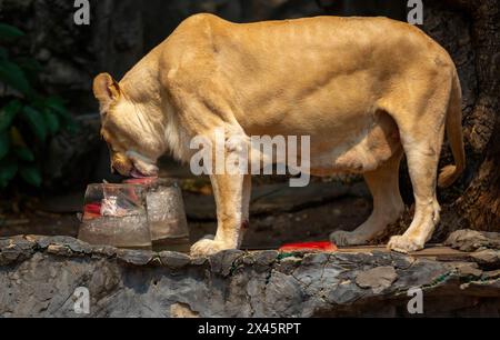 Chiang Mai, Thailand. April 2024. Ein weißer Löwe, der sich von gefrorenem Fleisch ernährt, das von Zoobeamten bereitgestellt wurde, um ihn von der Hitze im Chiang Mai Zoo abzukühlen. Im Zoo von Chiang Mai erhielten die Tiere Eis und Wasser, um kühl zu bleiben, da die Temperatur in der nördlichen Region von Chiang Mai eine Woche lang über 40 Grad Celsius lag. (Credit Image: © Pongmanat Tasiri/SOPA Images via ZUMA Press Wire) NUR REDAKTIONELLE VERWENDUNG! Nicht für kommerzielle ZWECKE! Stockfoto