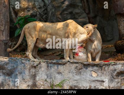 Chiang Mai, Thailand. April 2024. Ein weißer Löwe, der sich von gefrorenem Fleisch ernährt, das von Zoobeamten bereitgestellt wurde, um ihn von der Hitze im Chiang Mai Zoo abzukühlen. Im Zoo von Chiang Mai erhielten die Tiere Eis und Wasser, um kühl zu bleiben, da die Temperatur in der nördlichen Region von Chiang Mai eine Woche lang über 40 Grad Celsius lag. (Credit Image: © Pongmanat Tasiri/SOPA Images via ZUMA Press Wire) NUR REDAKTIONELLE VERWENDUNG! Nicht für kommerzielle ZWECKE! Stockfoto