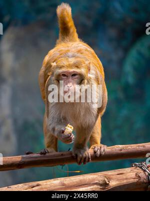 Chiang Mai, Thailand. April 2024. Ein Rhesus-Makaken-Affe isst gefrorene Früchte, die von Zoobeamten zur Abkühlung von der Hitze im Chiang Mai Zoo gegeben werden. Im Zoo von Chiang Mai erhielten die Tiere Eis und Wasser, um kühl zu bleiben, da die Temperatur in der nördlichen Region von Chiang Mai eine Woche lang über 40 Grad Celsius lag. (Credit Image: © Pongmanat Tasiri/SOPA Images via ZUMA Press Wire) NUR REDAKTIONELLE VERWENDUNG! Nicht für kommerzielle ZWECKE! Stockfoto