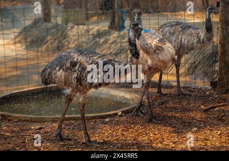 Chiang Mai, Thailand. April 2024. Die ewu steht unter Sprühwasser, um sich von der Hitze im Chiang Mai Zoo abzukühlen. Im Zoo von Chiang Mai erhielten die Tiere Eis und Wasser, um kühl zu bleiben, da die Temperatur in der nördlichen Region von Chiang Mai eine Woche lang über 40 Grad Celsius lag. (Credit Image: © Pongmanat Tasiri/SOPA Images via ZUMA Press Wire) NUR REDAKTIONELLE VERWENDUNG! Nicht für kommerzielle ZWECKE! Stockfoto