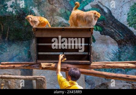 Chiang Mai, Thailand. April 2024. Ein Tierpfleger, der Rhesus-Makaken eiskalte Früchte gab, damit sie sich im Chiang Mai Zoo von der Hitze abkühlen konnten. Im Zoo von Chiang Mai erhielten die Tiere Eis und Wasser, um kühl zu bleiben, da die Temperatur in der nördlichen Region von Chiang Mai eine Woche lang über 40 Grad Celsius lag. (Credit Image: © Pongmanat Tasiri/SOPA Images via ZUMA Press Wire) NUR REDAKTIONELLE VERWENDUNG! Nicht für kommerzielle ZWECKE! Stockfoto