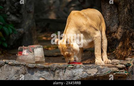 Chiang Mai, Thailand. April 2024. Ein weißer Löwe, der sich von gefrorenem Fleisch ernährt, das von Zoobeamten bereitgestellt wurde, um ihn von der Hitze im Chiang Mai Zoo abzukühlen. Im Zoo von Chiang Mai erhielten die Tiere Eis und Wasser, um kühl zu bleiben, da die Temperatur in der nördlichen Region von Chiang Mai eine Woche lang über 40 Grad Celsius lag. (Credit Image: © Pongmanat Tasiri/SOPA Images via ZUMA Press Wire) NUR REDAKTIONELLE VERWENDUNG! Nicht für kommerzielle ZWECKE! Stockfoto