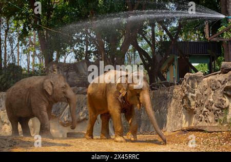 Chiang Mai, Thailand. April 2024. Asia Elefants stehen im Chiang Mai Zoo unter einer Wasserdusche, um sich von der Hitze abzukühlen. Im Zoo von Chiang Mai erhielten die Tiere Eis und Wasser, um kühl zu bleiben, da die Temperatur in der nördlichen Region von Chiang Mai eine Woche lang über 40 Grad Celsius lag. (Credit Image: © Pongmanat Tasiri/SOPA Images via ZUMA Press Wire) NUR REDAKTIONELLE VERWENDUNG! Nicht für kommerzielle ZWECKE! Stockfoto