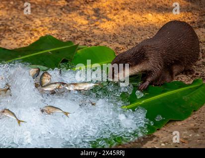 Chiang Mai, Thailand. April 2024. Ein Otter mit kleinen Klauen, der im Chiang Mai Zoo gefrorenen Fisch fressen kann, um ihn von der Hitze abzukühlen. Im Zoo von Chiang Mai erhielten die Tiere Eis und Wasser, um kühl zu bleiben, da die Temperatur in der nördlichen Region von Chiang Mai eine Woche lang über 40 Grad Celsius lag. (Credit Image: © Pongmanat Tasiri/SOPA Images via ZUMA Press Wire) NUR REDAKTIONELLE VERWENDUNG! Nicht für kommerzielle ZWECKE! Stockfoto