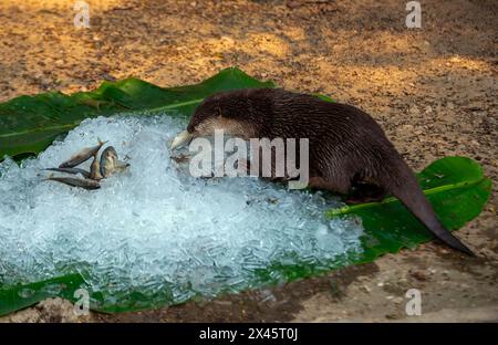 Chiang Mai, Thailand. April 2024. Ein Otter mit kleinen Klauen, der im Chiang Mai Zoo gefrorenen Fisch fressen kann, um ihn von der Hitze abzukühlen. Im Zoo von Chiang Mai erhielten die Tiere Eis und Wasser, um kühl zu bleiben, da die Temperatur in der nördlichen Region von Chiang Mai eine Woche lang über 40 Grad Celsius lag. (Credit Image: © Pongmanat Tasiri/SOPA Images via ZUMA Press Wire) NUR REDAKTIONELLE VERWENDUNG! Nicht für kommerzielle ZWECKE! Stockfoto