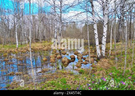 Malerische Frühjahrslandschaft in Birkenhainen mit ersten weißen, blauen und violetten Wildblumen auf Waldlichtung, blattlosen Bäumen und blauem Himmel reflektiert Stockfoto