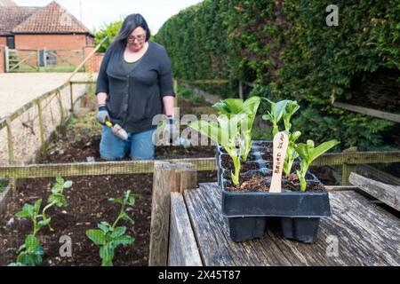 Frau, die gerade die Bohnen "Bunyard's Exhibition", Vicia faba, die sie aus Samen herangebaut hat, in ihren Gemüsegarten pflanzt. Stockfoto