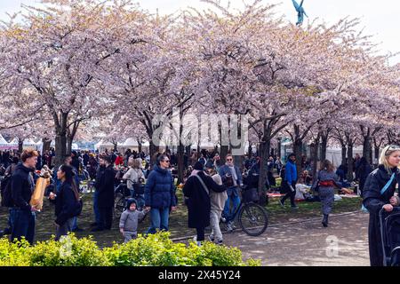 Kirschblüte im Langelinie Park. Menschenmenge im Park beim Sakura-Festival in Kopenhagen, Dänemark Stockfoto