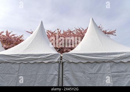 Kirschblüte im Langelinie Park an einem schönen Frühlingstag. Sakura Festival. Kopenhagen, Dänemark Stockfoto