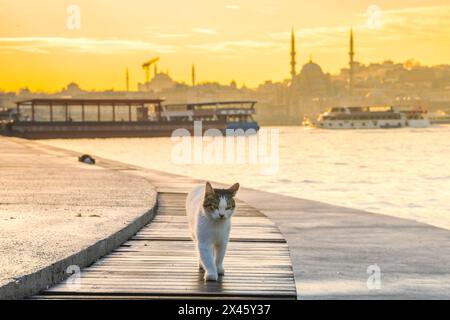 Eine Istanbul-Katze am Ufer der Golden Horn Bay. Süße streunende Katze Stockfoto