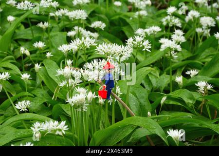 Playmobil-Mann genießt den wilden Knoblauch, der in einem Dorset-Wald wächst Stockfoto