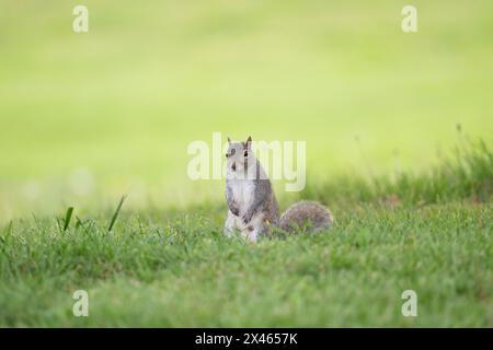 das graue Eichhörnchen sitzt auf seinen Hinterbeinen im Gras im Olney City Park in Olney, Illinois Stockfoto