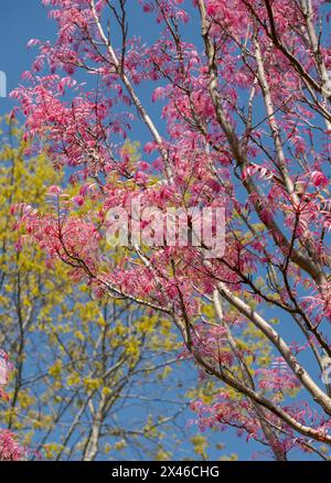 Atemberaubende rosafarbene Blätter des Toona Sinensis Flamingo oder der chinesischen Zederne, fotografiert an einem sonnigen Frühlingstag im RHS Wisley Garden, Surrey, Großbritannien Stockfoto