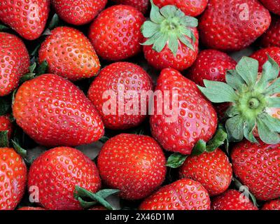 Saftige, lebendige Erdbeeren! Vollgepackt mit Vitaminen, Antioxidantien und Geschmack. Perfekt für Desserts, Snacks und sommerliche Köstlichkeiten! Stockfoto