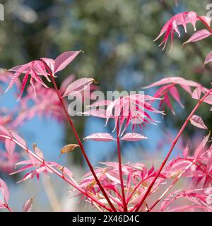 Atemberaubende rosafarbene Blätter des Toona Sinensis Flamingo oder der chinesischen Zederne, fotografiert an einem sonnigen Frühlingstag im RHS Wisley Garden, Surrey, Großbritannien Stockfoto