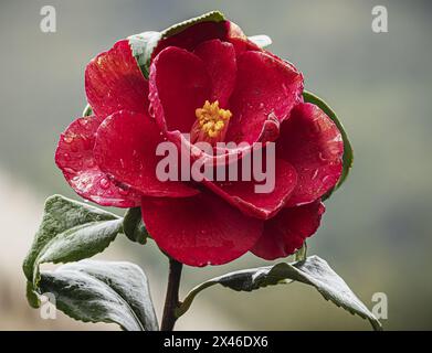 Eine leuchtend rote Kamelienblüte, deren Blüten von Tautropfen glitzern, eingebettet zwischen üppig grünen Blättern, fängt das Wesen eines frischen, von Regen geküssten gar ein Stockfoto