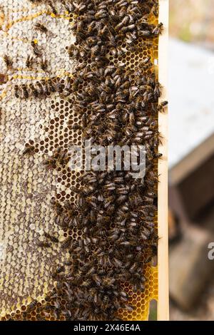 Von oben krabbeln Bienen auf der Wabe mit Wachszellen im Bienenhaus im Sommer Stockfoto