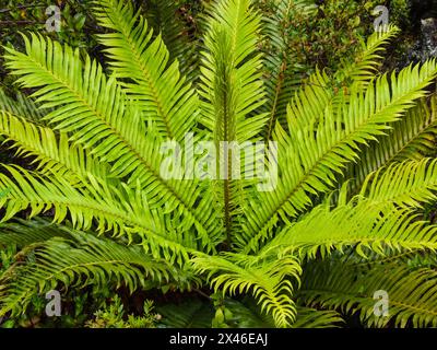 Tall Fern, Lomariocycas magellanica, an den unteren Hängen des Vulkans Osorno in der chilenischen Seenregion. Stockfoto