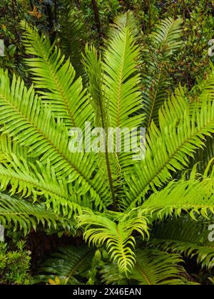 Tall Fern, Lomariocycas magellanica, an den unteren Hängen des Vulkans Osorno in der chilenischen Seenregion. Stockfoto