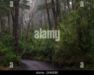 Valdivian temporärer Wald entlang der Straße entlang der Hänge des Vulkans Osorno in der chilenischen Seenregion. Stockfoto