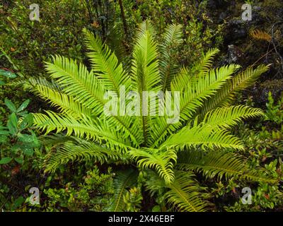 Tall Fern, Lomariocycas magellanica, an den unteren Hängen des Vulkans Osorno in der chilenischen Seenregion. Stockfoto