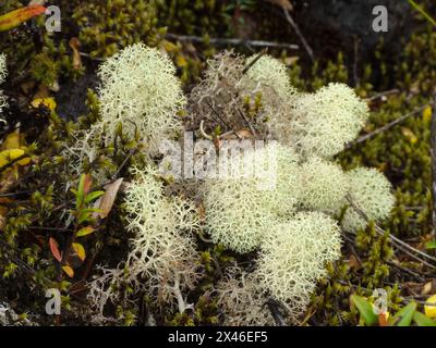 Rentierflechte, Cladonia rangiferina, an den unteren Hängen des Vulkans Osorno in der chilenischen Seenregion. Stockfoto