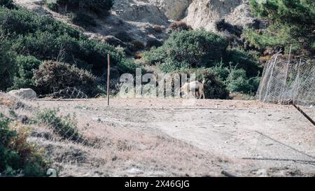 Eine Ziege weidet auf einem Feld mit einem Zaun im Hintergrund. Die Ziege isst Gras und er genießt sich selbst. Die Szene ist friedlich und ruhig Stockfoto