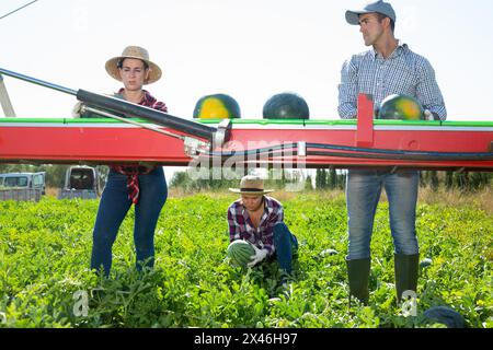 Gruppe von Landarbeitern, die Wassermelonen pflücken und auf der Ernteplattform auf dem Feld arbeiten Stockfoto