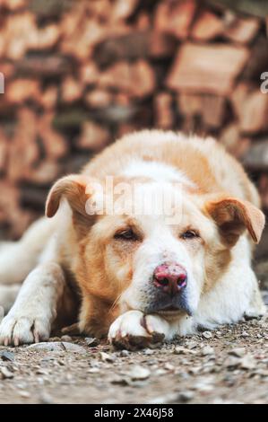 Ein verlassener hellfarbiger gemischter Hund Stockfoto