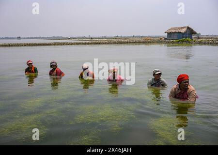 Bangladeschische Frauen reinigen Algen in einer Garnelenfarm in einem Küstengebiet während der andauernden Hitzewelle im ganzen Land. Stockfoto