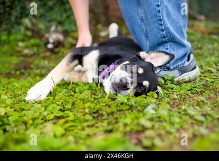 Ein Husky x Deutscher Schäferhund, der sich hinlegt und eine Bauchreibung erhält Stockfoto