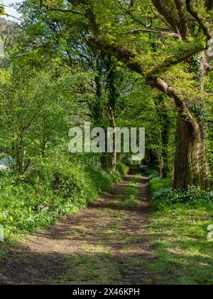 April 2023: Eine von Bäumen gesäumte Landstraße in der Nähe von Cheddar, Somerset, England. Stockfoto