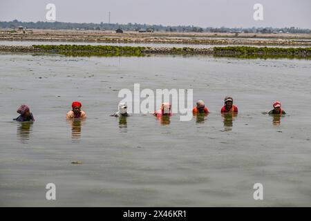 Khulna, Bangladesch. April 2024. Bangladeschische Frauen reinigen Algen in einer Garnelenfarm in einem Küstengebiet während der andauernden Hitzewelle im ganzen Land. Frauen in der Küstenregion verdienen 2,7 Dollar, wenn sie 5 Stunden in Khulna arbeiten. Sie arbeiten lange in salzhaltigem Wasser, deshalb leiden sie auch unter Hautproblemen. Frauen sind in der Regel mit höheren Risiken und größeren Belastungen konfrontiert, die mit Klimaveränderungen verbunden sind. Tausende von Frauen in Bangladesch sind mit verheerenden Problemen der reproduktiven Gesundheit konfrontiert, die durch den zunehmenden Salzgehalt in den Gewässern, in denen sie zu Hause verwenden, verursacht werden. Stockfoto