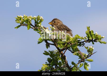 Maisballen in einem Weißdorn in Blüte (Emberiza calandra) Stockfoto