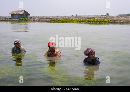 Khulna, Bangladesch. April 2024. Bangladeschische Frauen reinigen Algen in einer Garnelenfarm in einem Küstengebiet während der andauernden Hitzewelle im ganzen Land. Frauen in der Küstenregion verdienen 2,7 Dollar, wenn sie 5 Stunden in Khulna arbeiten. Sie arbeiten lange in salzhaltigem Wasser, deshalb leiden sie auch unter Hautproblemen. Frauen sind in der Regel mit höheren Risiken und größeren Belastungen konfrontiert, die mit Klimaveränderungen verbunden sind. Tausende von Frauen in Bangladesch sind mit verheerenden Problemen der reproduktiven Gesundheit konfrontiert, die durch den zunehmenden Salzgehalt in den Gewässern, in denen sie zu Hause verwenden, verursacht werden. Stockfoto