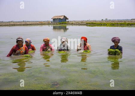 Khulna, Bangladesch. April 2024. Bangladeschische Frauen reinigen Algen in einer Garnelenfarm in einem Küstengebiet während der andauernden Hitzewelle im ganzen Land. Frauen in der Küstenregion verdienen 2,7 Dollar, wenn sie 5 Stunden in Khulna arbeiten. Sie arbeiten lange in salzhaltigem Wasser, deshalb leiden sie auch unter Hautproblemen. Frauen sind in der Regel mit höheren Risiken und größeren Belastungen konfrontiert, die mit Klimaveränderungen verbunden sind. Tausende von Frauen in Bangladesch sind mit verheerenden Problemen der reproduktiven Gesundheit konfrontiert, die durch den zunehmenden Salzgehalt in den Gewässern, in denen sie zu Hause verwenden, verursacht werden. Stockfoto