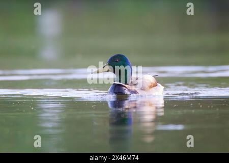 Männliche Stockenten schwimmen auf Teichoberfläche (Anas platyrhynchos) Stockfoto