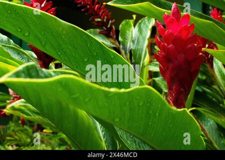 Garten mit der Alpinia purpurata Pflanze, auch bekannt als roter Ingwer. Pflanzen und Blumen. Erhaltene Flora Stockfoto
