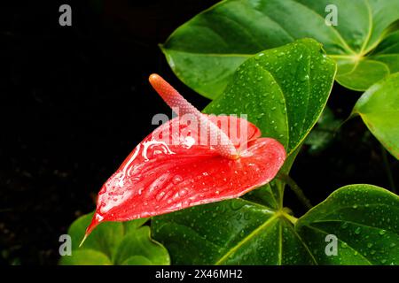 Anthurium andraeanum Pflanze, rot, mit grünen Blättern. Pflanzen und Blumen. Erhaltene Flora Stockfoto