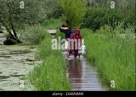 Srinagar, Indien. April 2024 30. SRINAGAR, INDIEN - APRIL 30: Die Menschen waten auf einem überfluteten Pfad, nachdem schwere Regenfälle den Wasserstand im Inneren des Dal Lake am 30. April 2024 in Srnagar, Indien erhöht hatten. (Foto: Waseem Andrabi/Hindustan Times/SIPA USA) Credit: SIPA USA/Alamy Live News Stockfoto